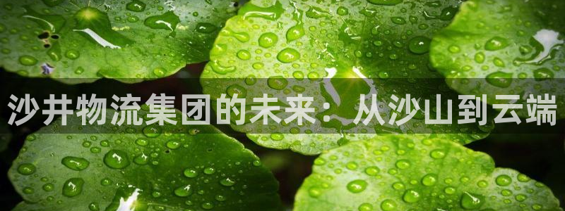 多多28软件是什么：沙井物流集团的未