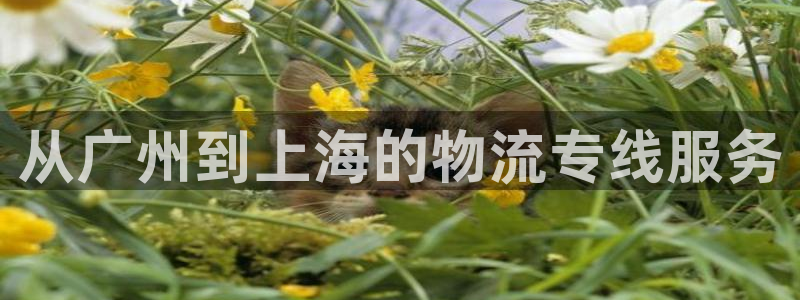 多多28ccm游戏：从广州到上海的物