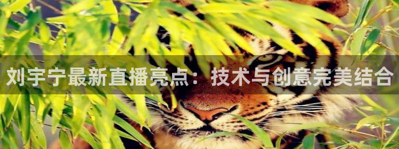 山猫体育直播：刘宇宁最新直播亮点：技术与创意完美结合